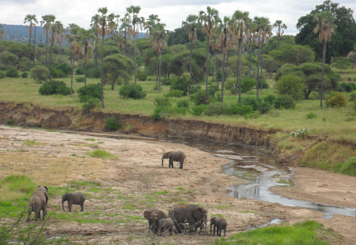 Arusha&dan: Tarangire ve Ngorongoro Krateri Kamp Safari